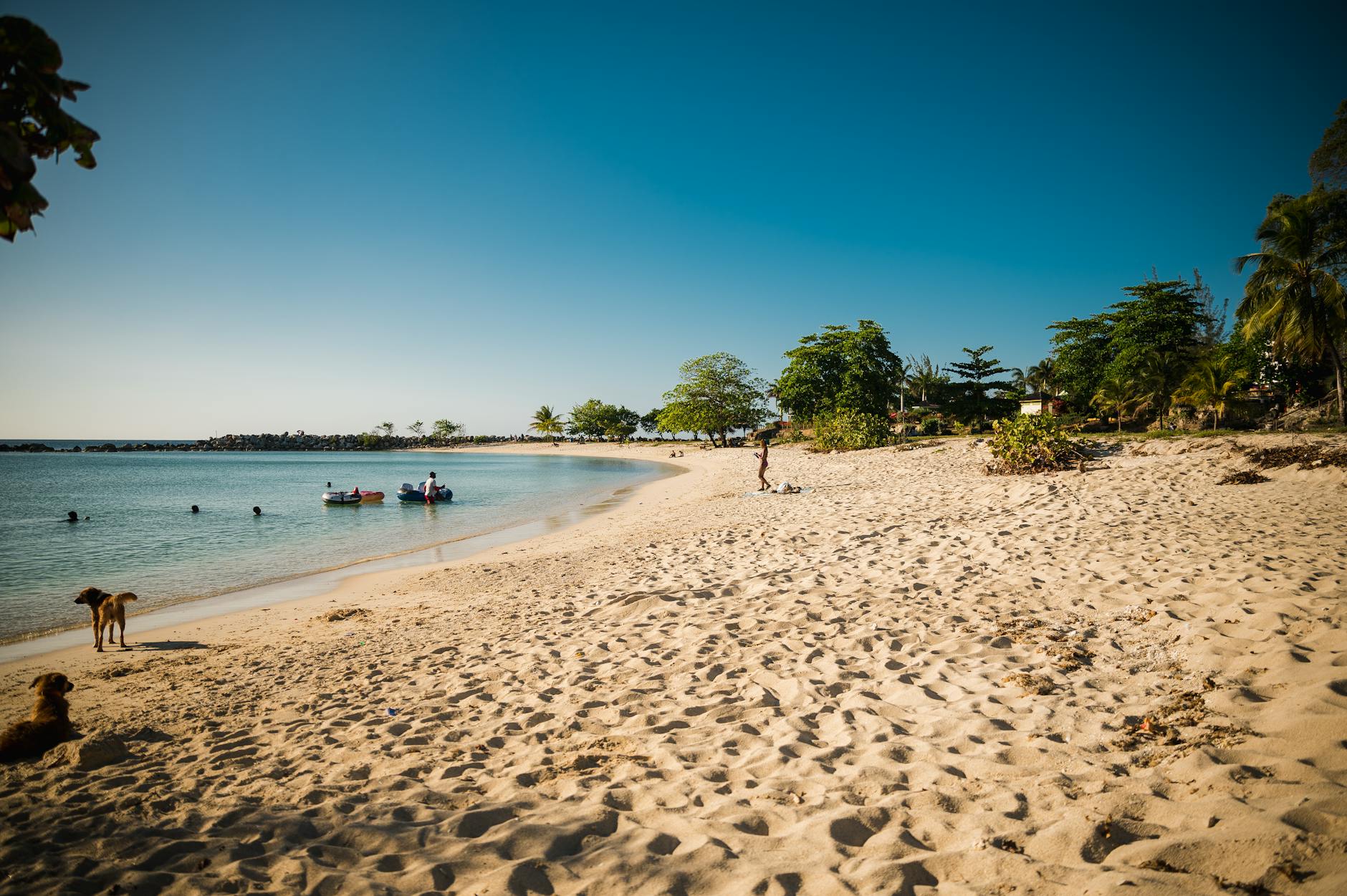 Antigua Dickenson Bay beach palm trees