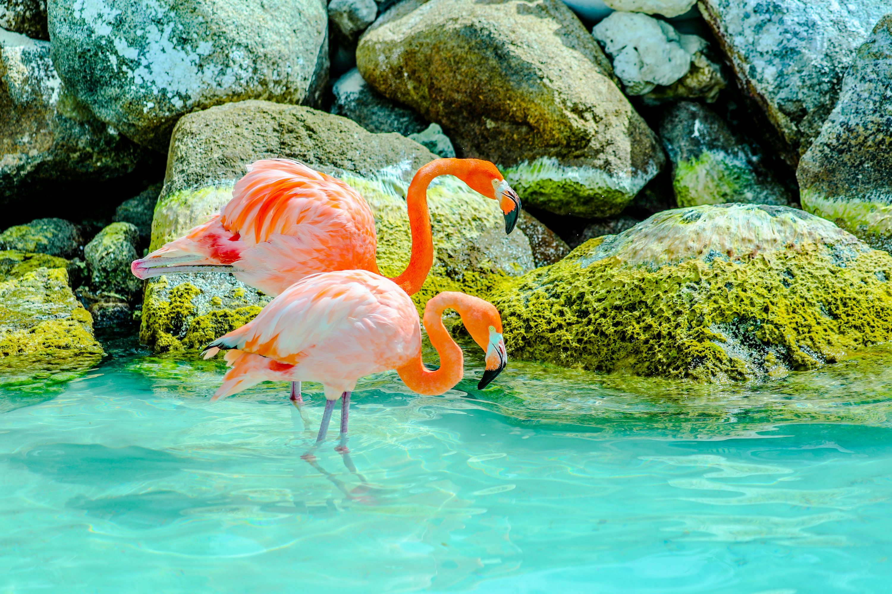 Pink flamingos wading in turquoise waters Aruba Caribbean beach