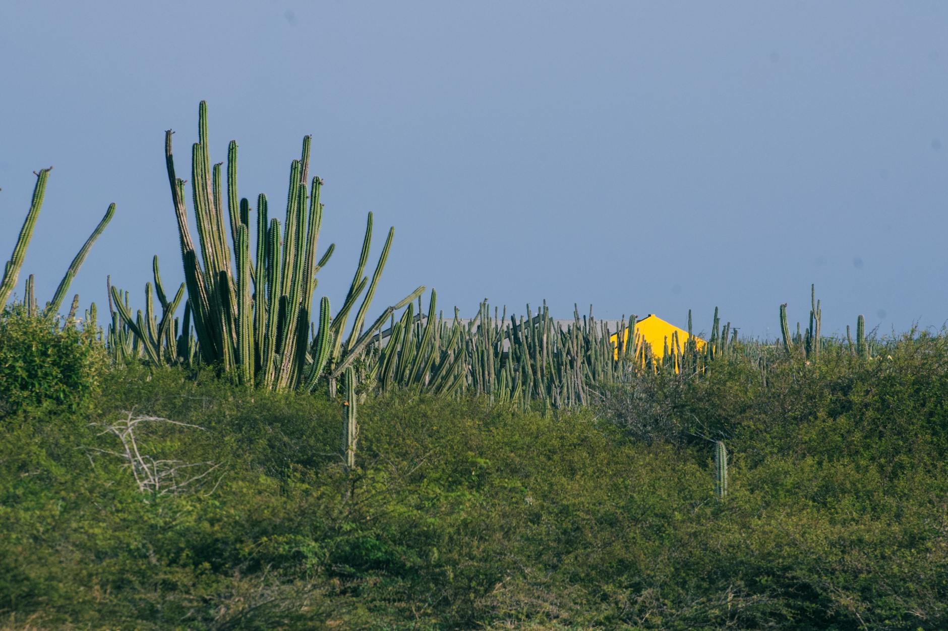 Eagle Beach Aruba white sand turquoise Caribbean water