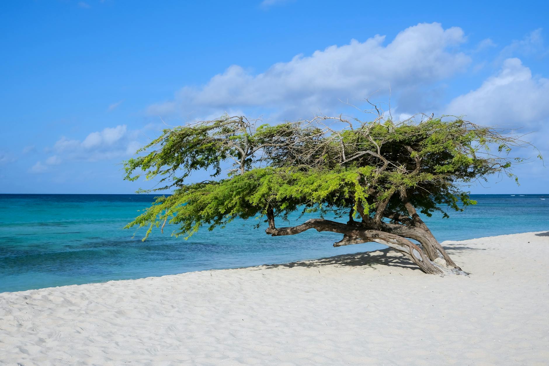Aruba, Aruba — TravelWhiz