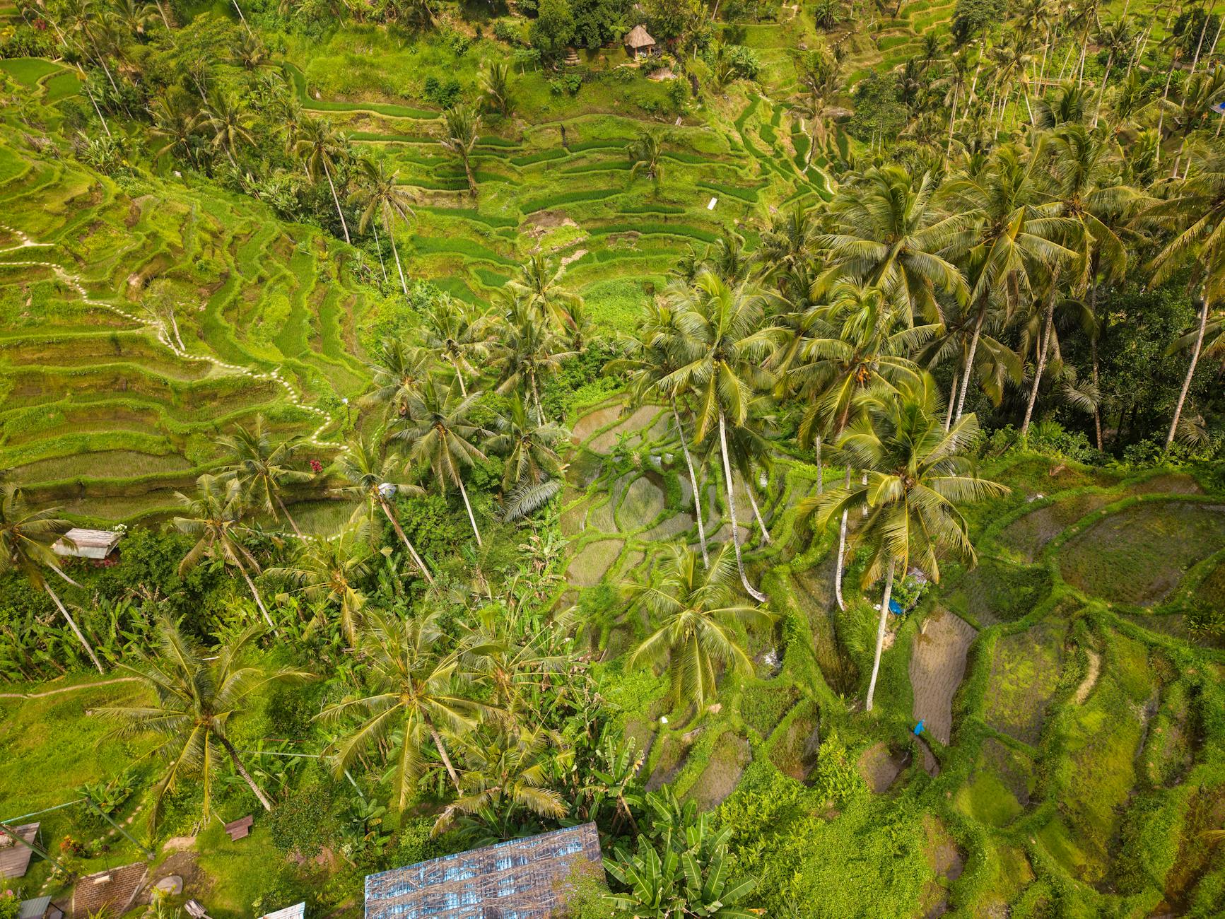 Tegallalang rice terraces Bali Indonesia aerial lush green palm trees