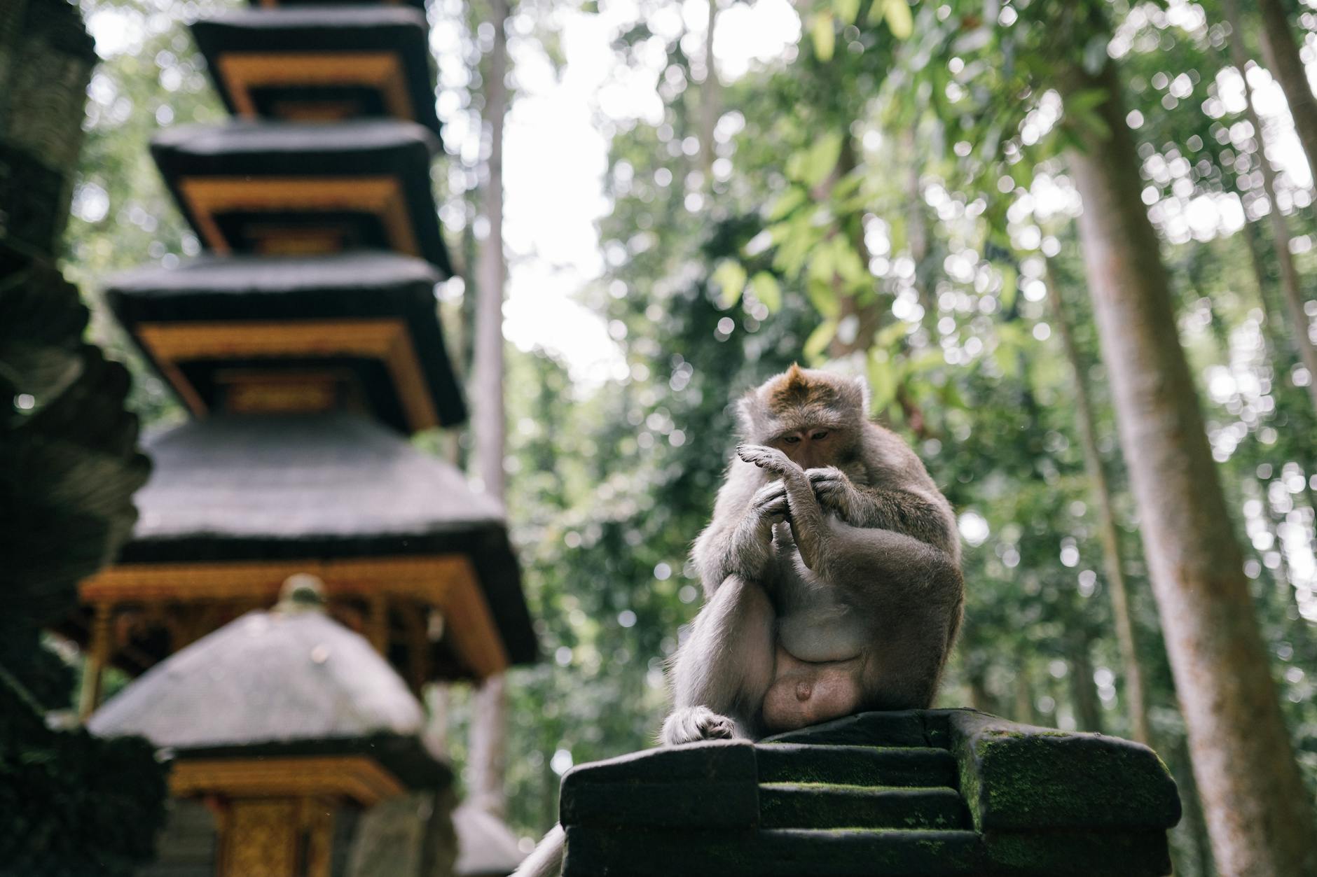 Ubud Monkey Forest Bali Indonesia macaque monkey Balinese temple pagoda