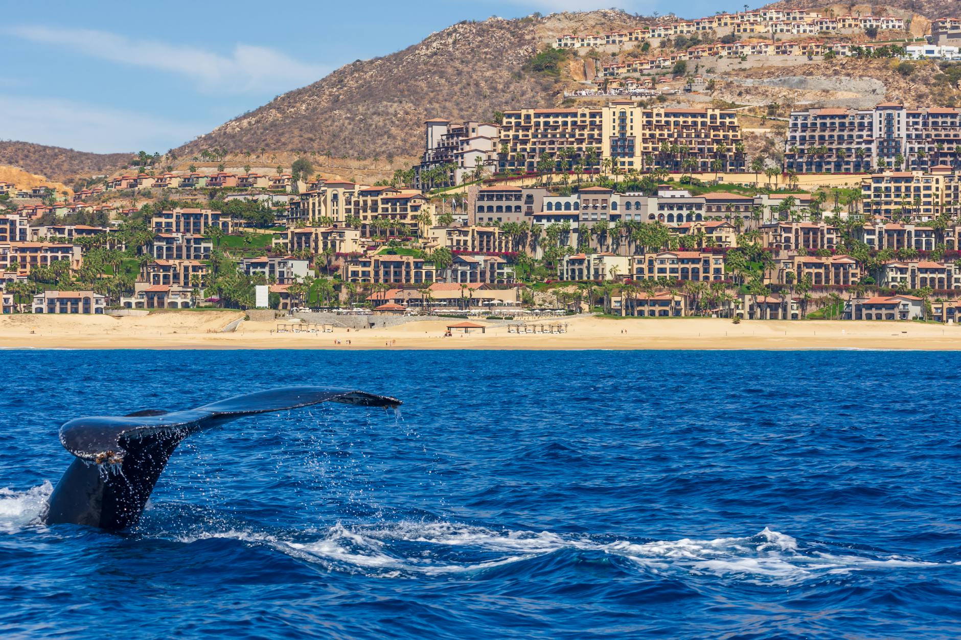 Whale watching Cabo San Lucas Baja California Mexico humpback whale