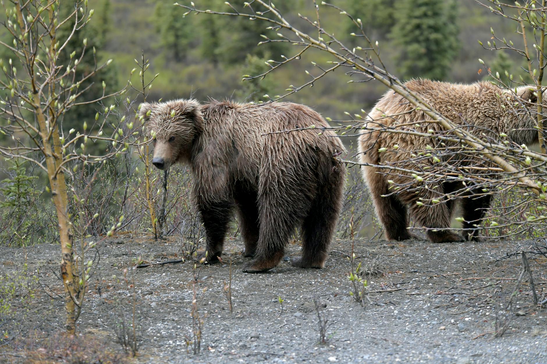 Grizzly bears Denali National Park Alaska wilderness wildlife