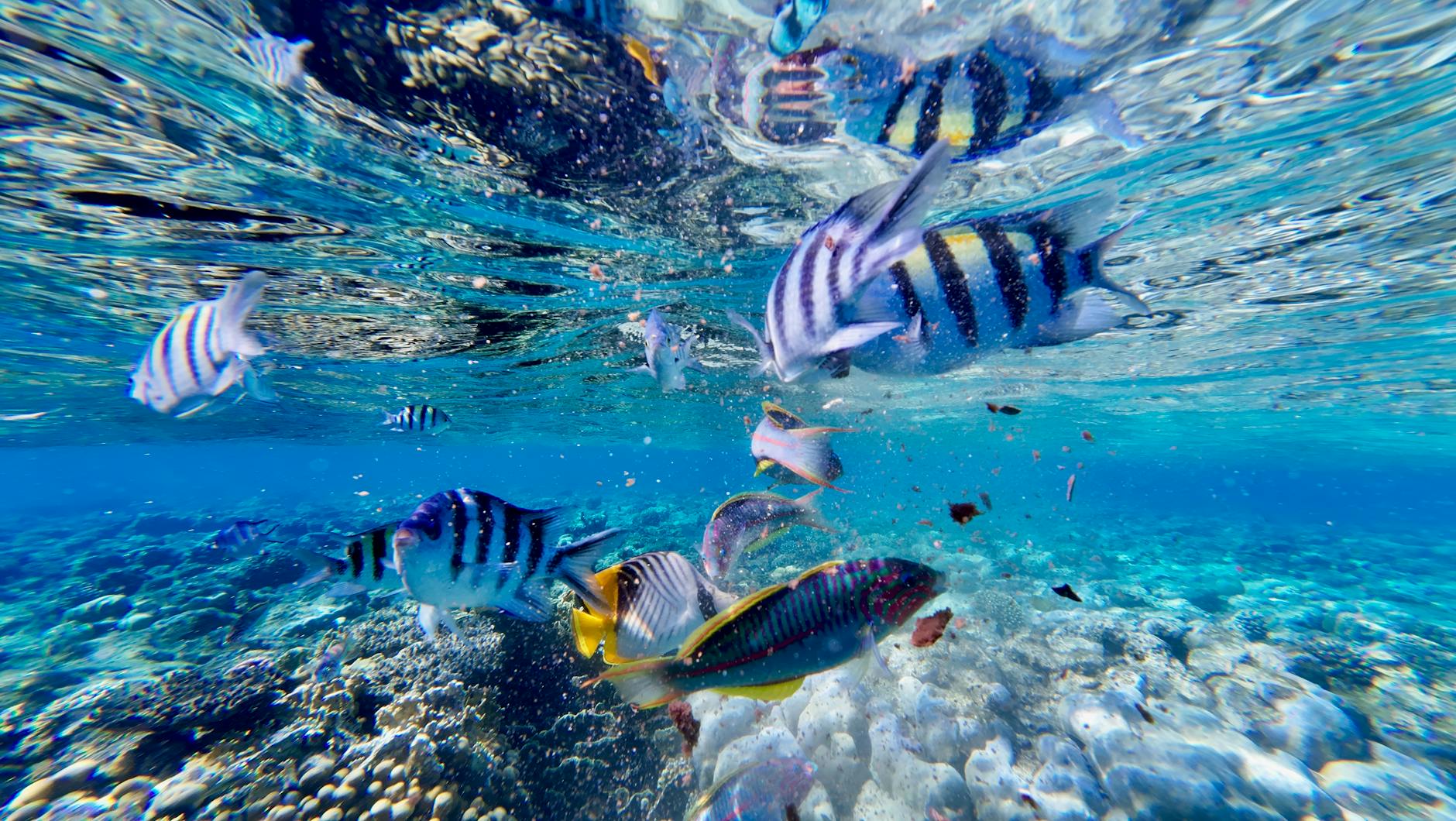 Fiji coral reef snorkeling colourful fish tropical underwater