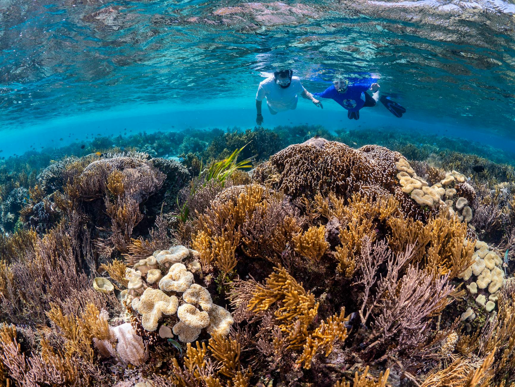 Florida Keys USA coral reef snorkelling John Pennekamp