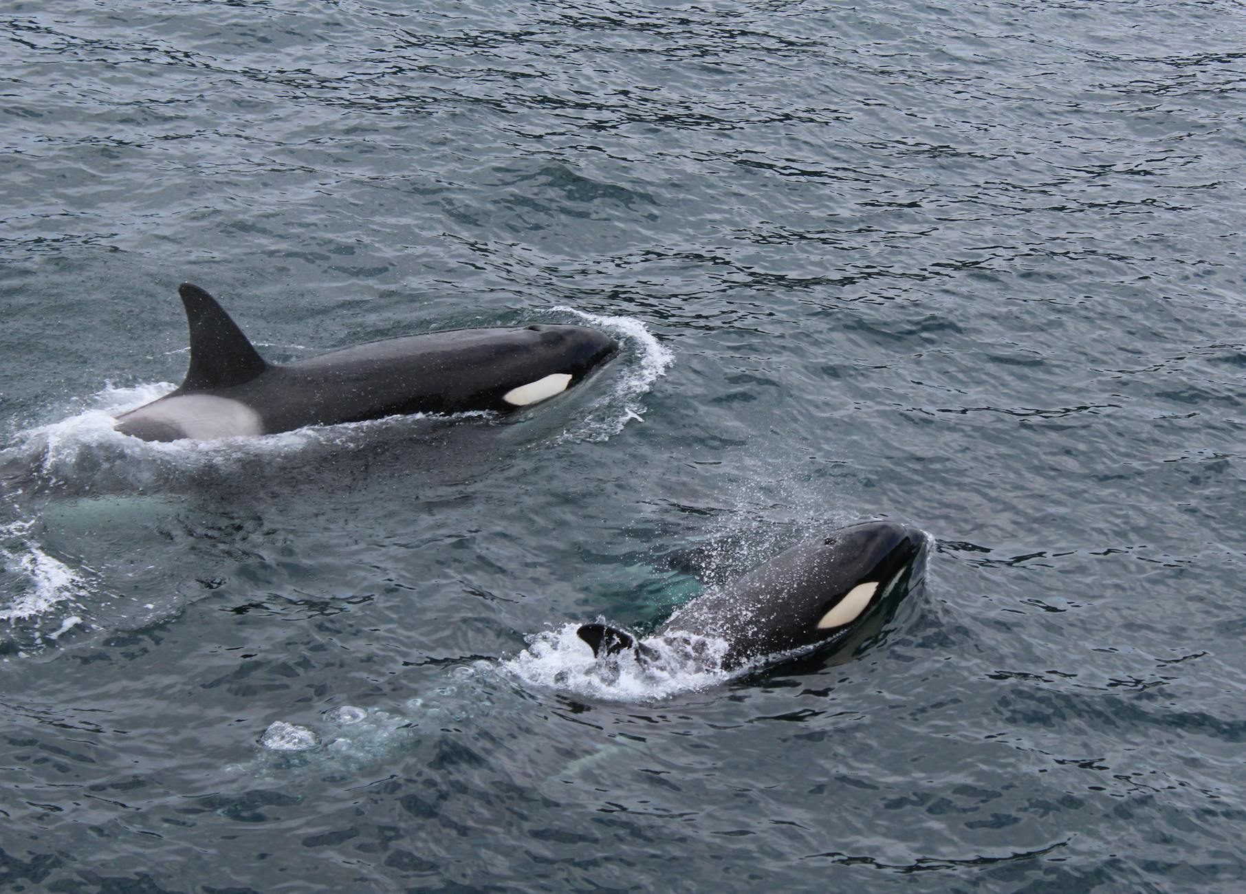 Glacier Bay Alaska orca killer whales pair swimming surface Alaska waters
