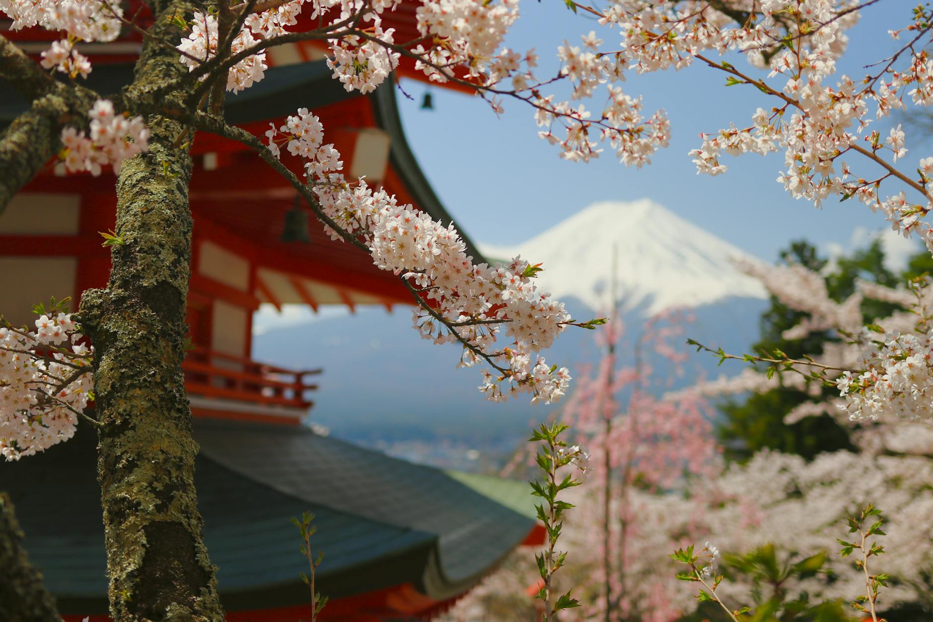 Japan cherry blossom sakura red pagoda Mount Fuji spring