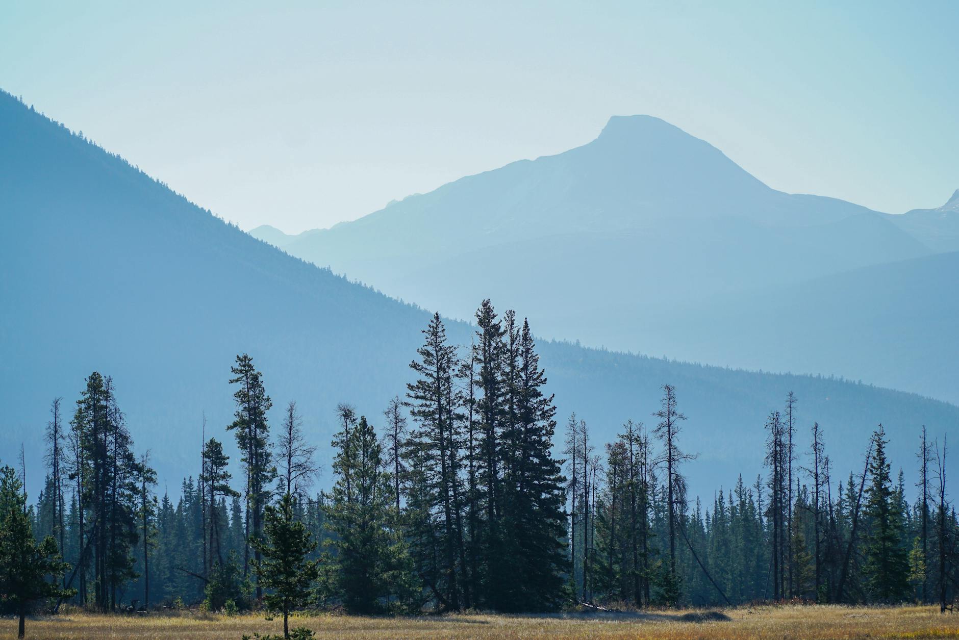 Peaceful landscape of Jasper National Park with blue mountains and lush forest trees.