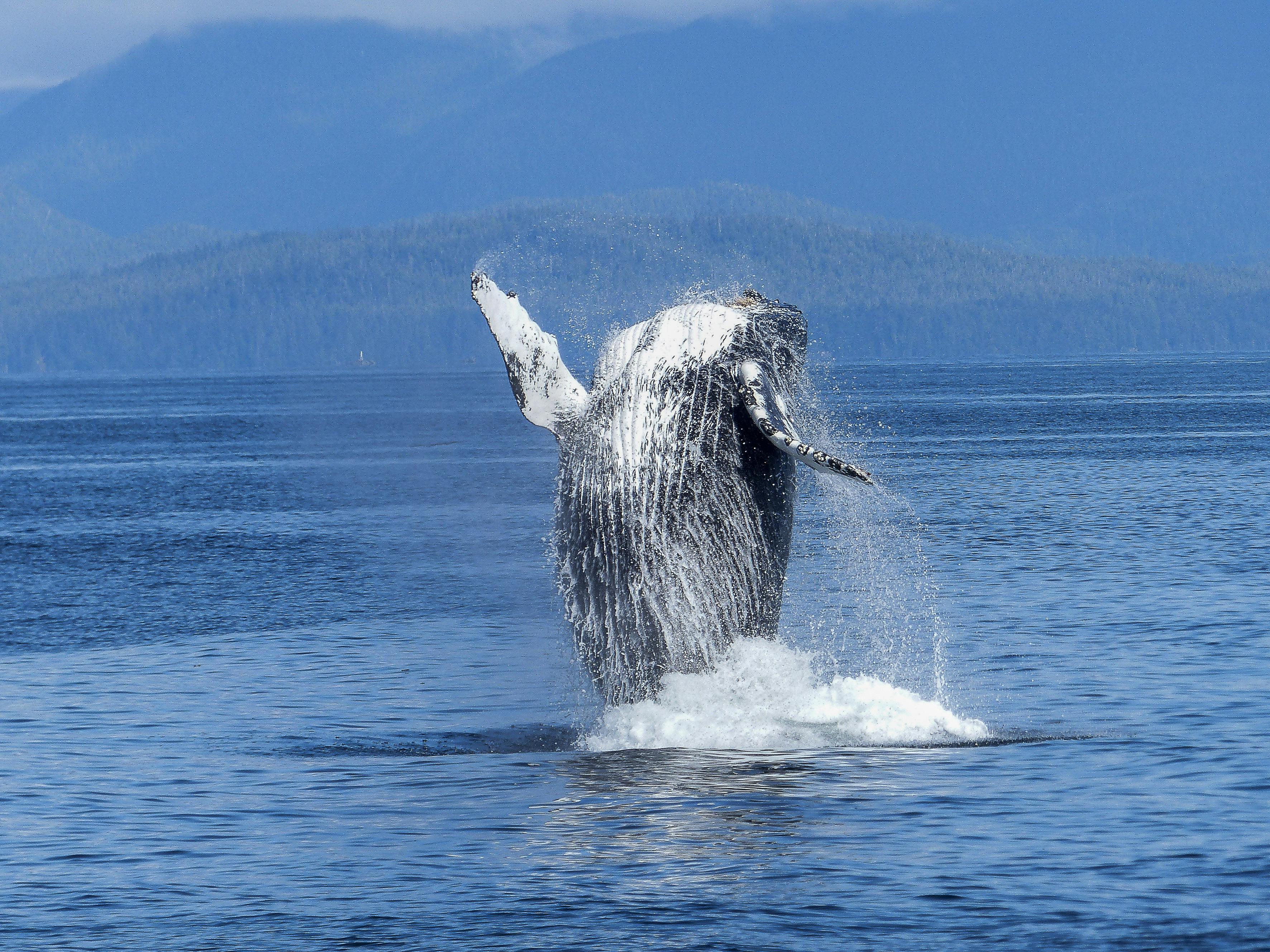 Humpback whale breaching Juneau Alaska Inside Passage mountains