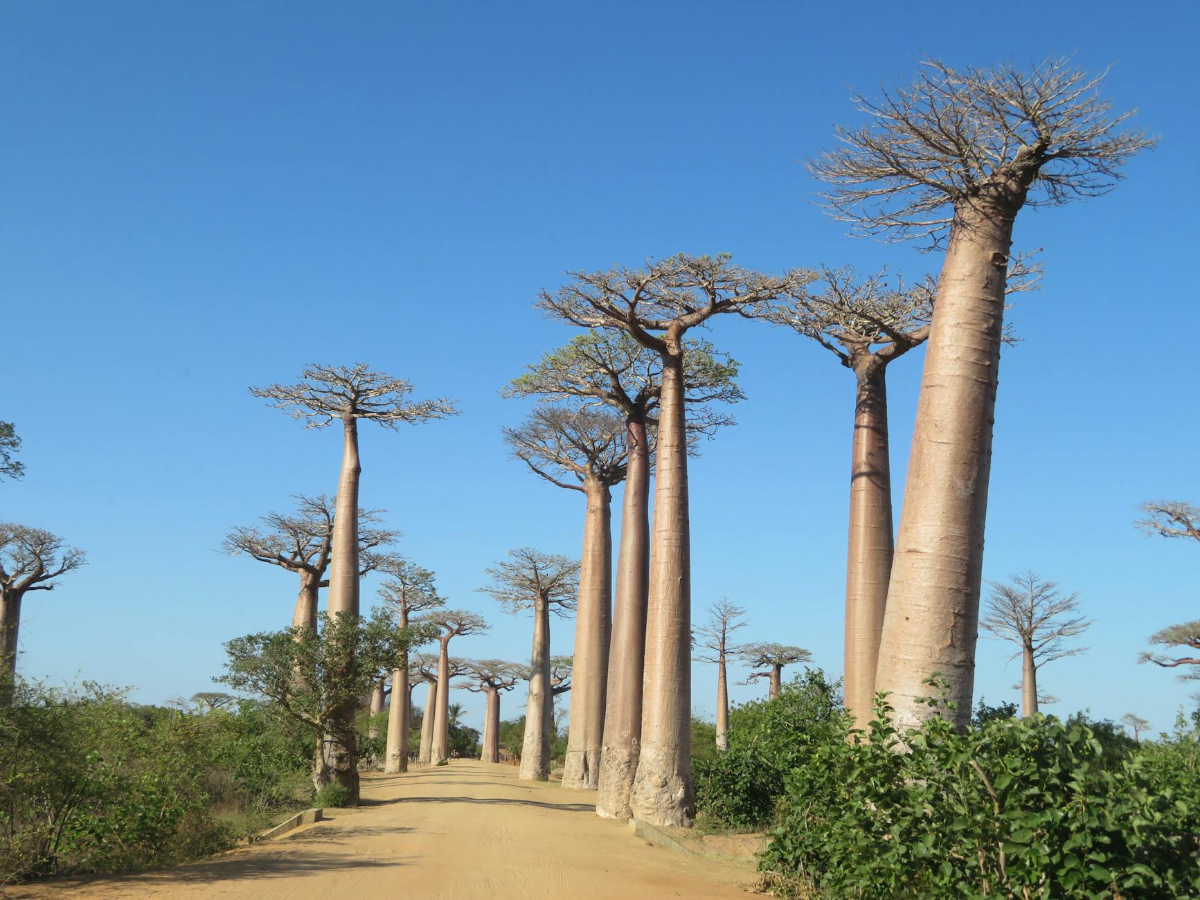 Avenue of the Baobabs Madagascar iconic baobab trees dirt road