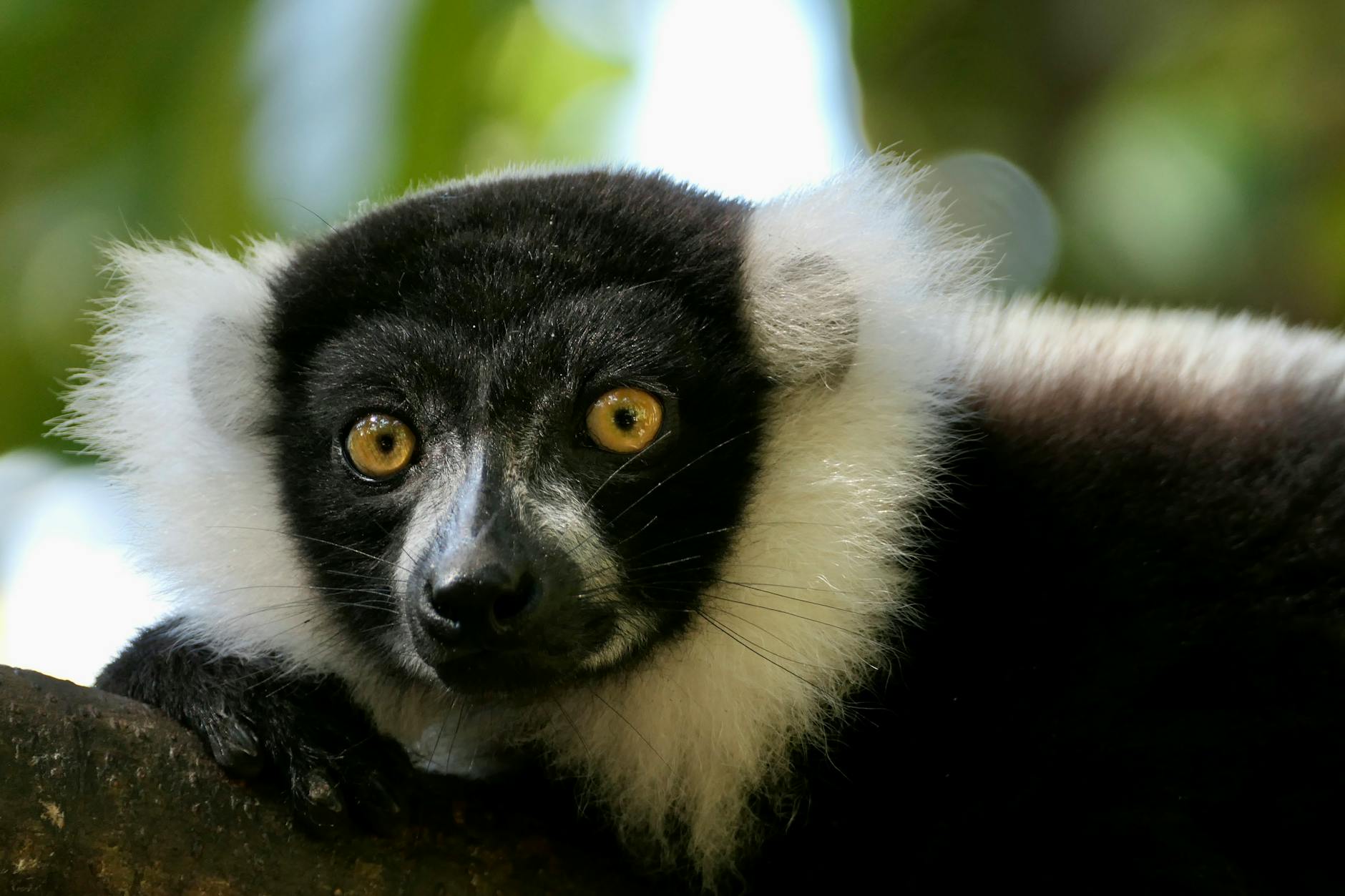 Black and white ruffed lemur Madagascar endemic wildlife rainforest