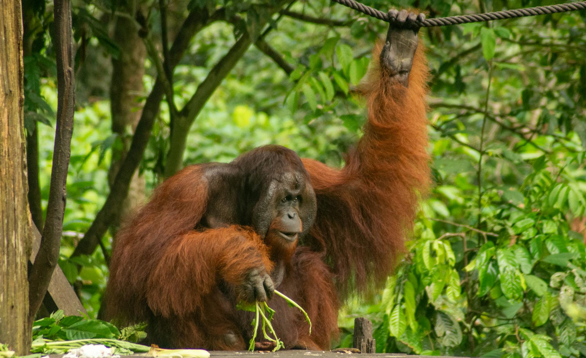 Borneo Malaysia Sabah orangutan mother baby rainforest wildlife