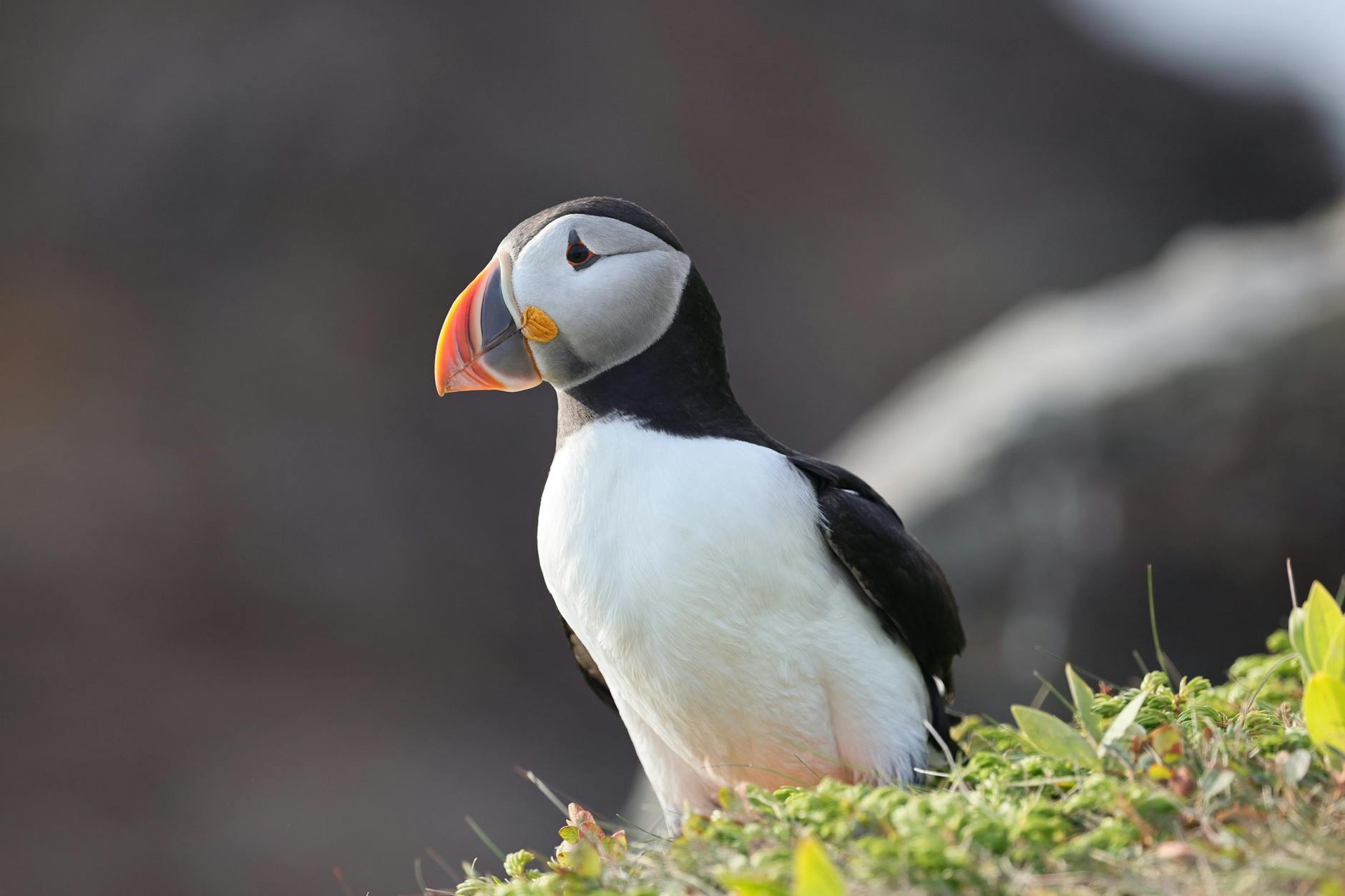 Atlantic puffin perched on coastal cliff Newfoundland Witless Bay Ecological Reserve