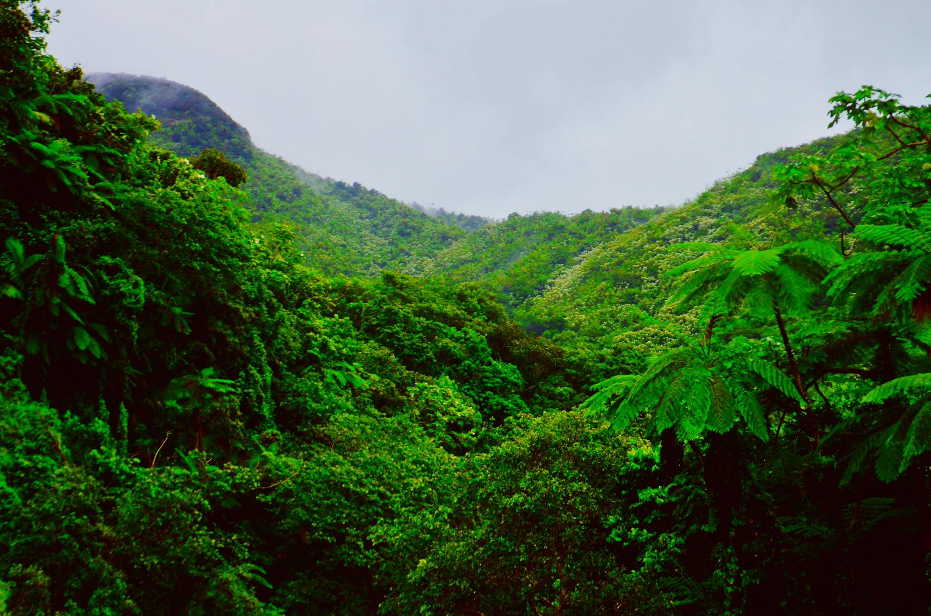 El Yunque National Forest Puerto Rico lush tropical rainforest mountains