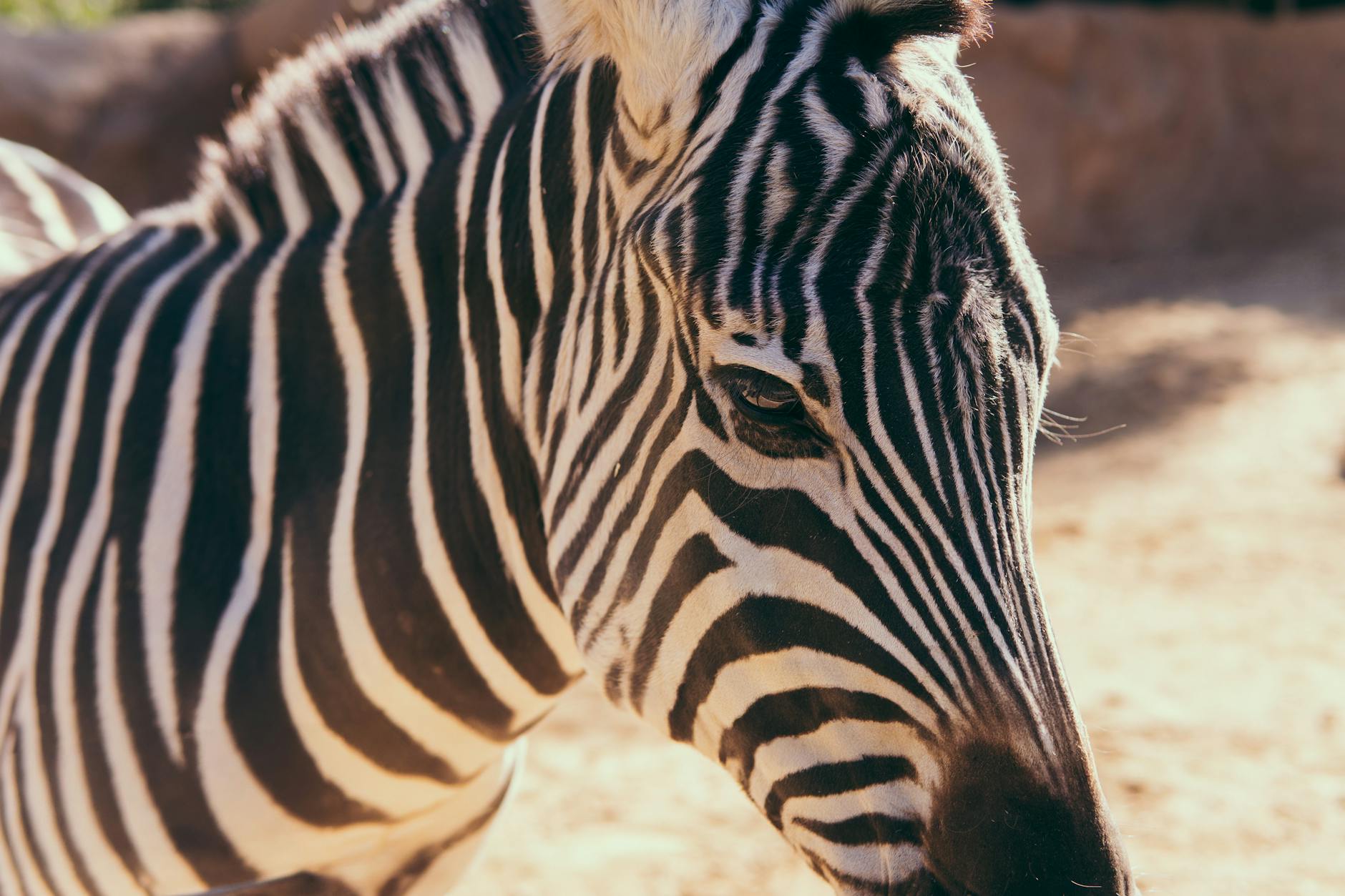 San Diego Zoo California USA zebra close-up wildlife