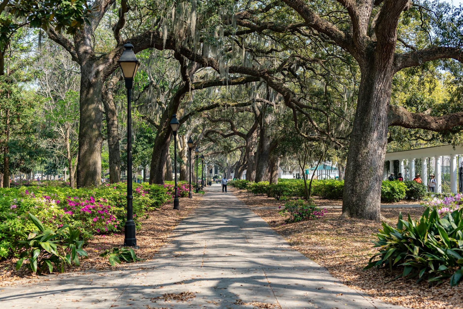 Savannah Georgia Forsyth Park live oak alley azaleas Spanish moss