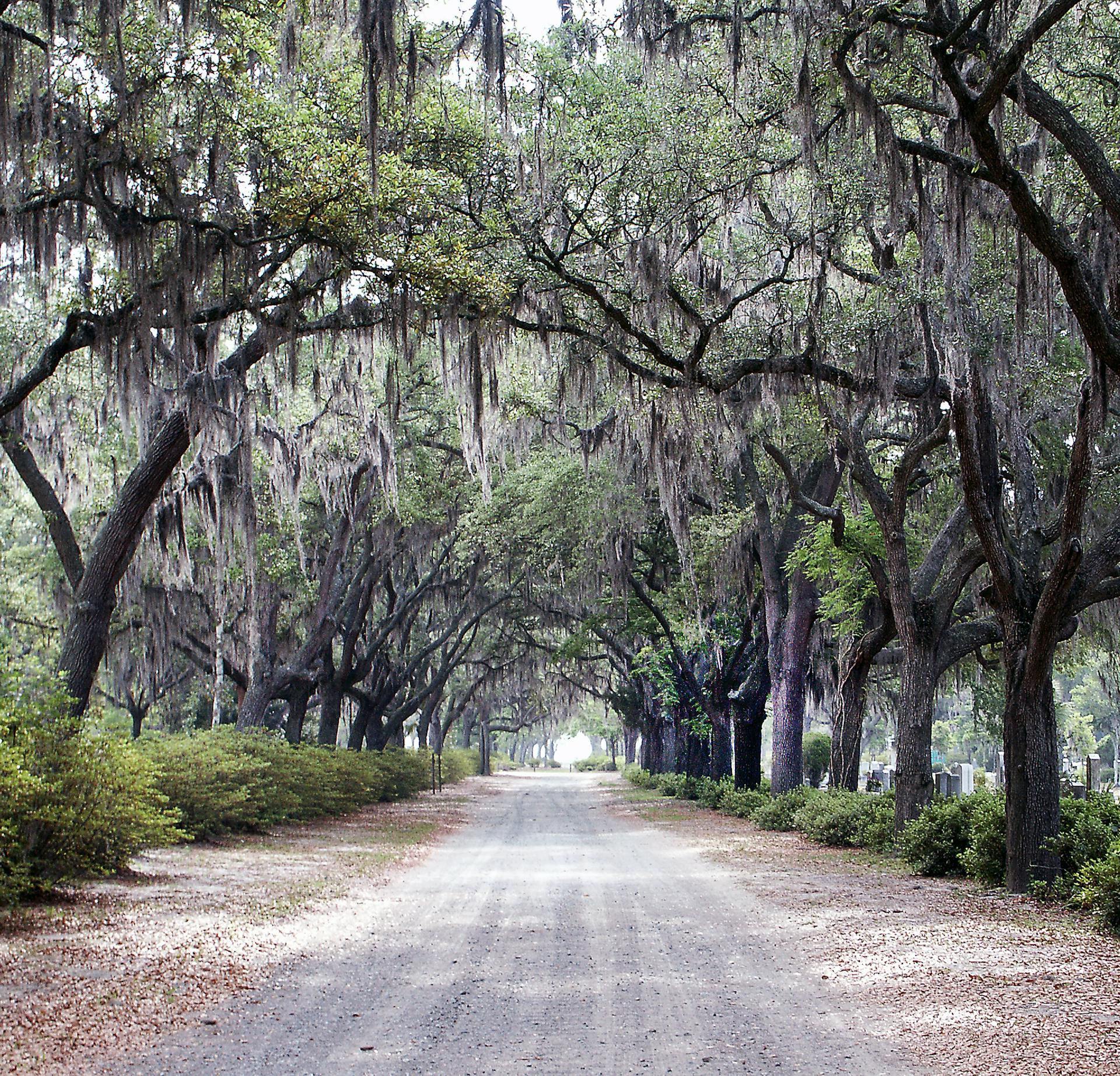Savannah Georgia Bonaventure Cemetery live oak avenue Spanish moss