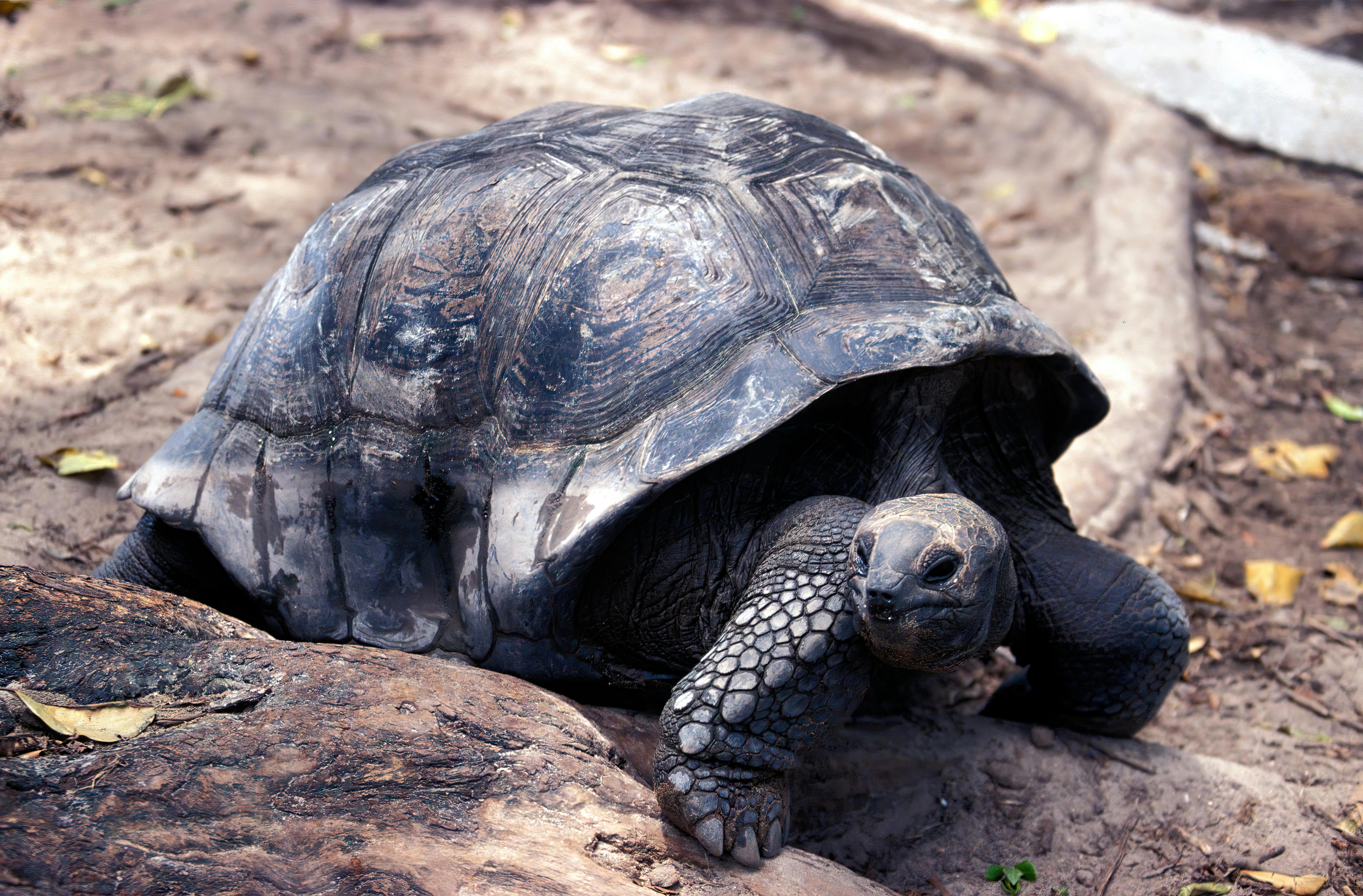 Seychelles Aldabra giant tortoise UNESCO World Heritage endemic wildlife