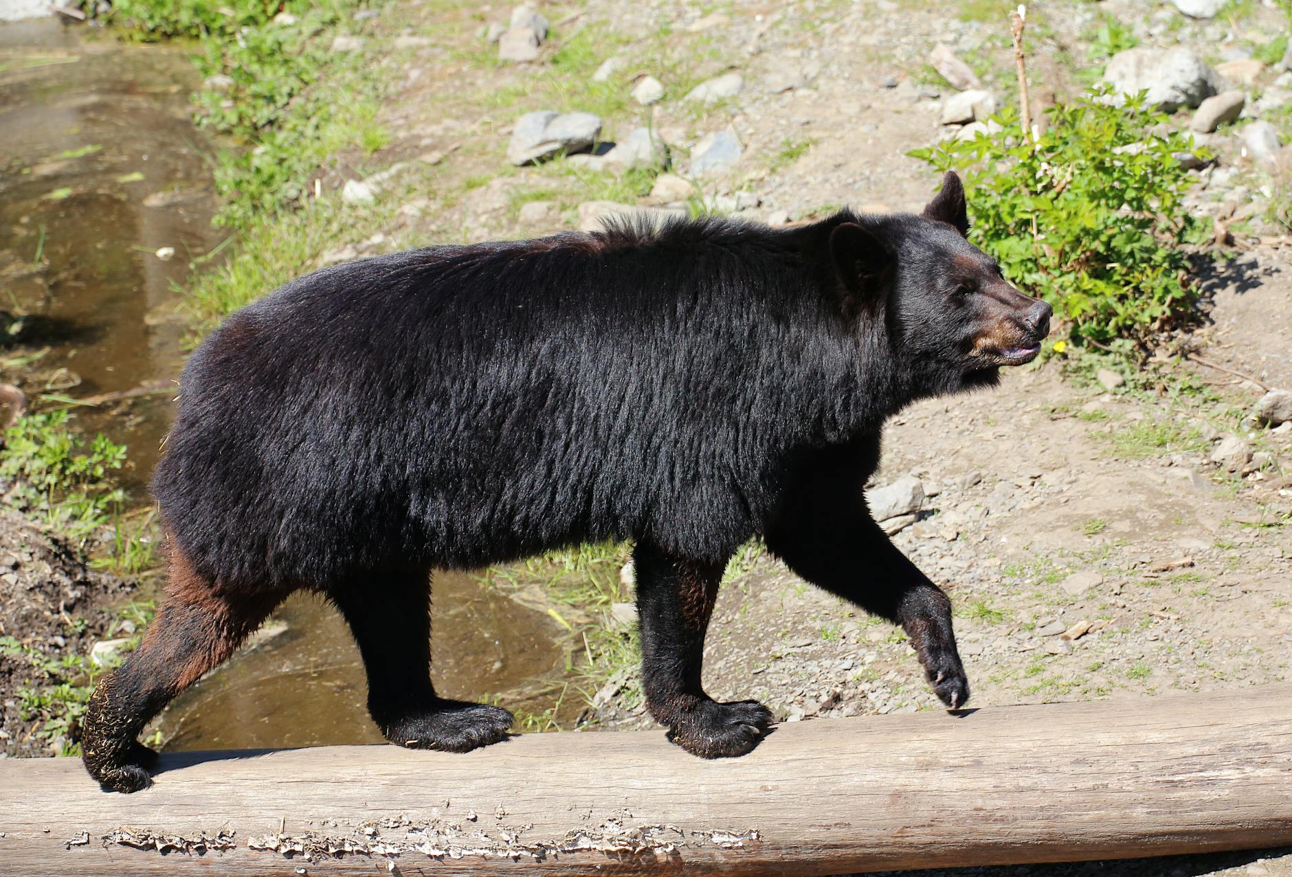 Sitka Alaska black bear wildlife Alaska wilderness stream