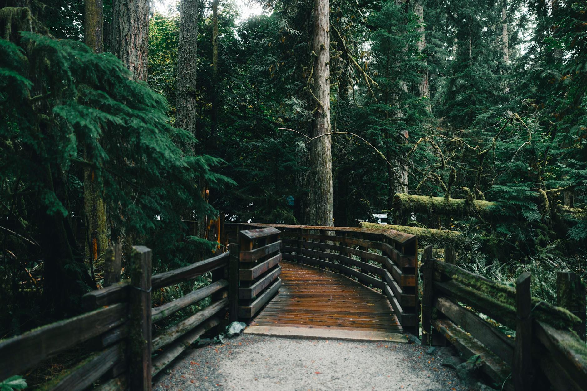Explore the lush green forest pathway in Tofino, British Columbia. Perfect for nature lovers.