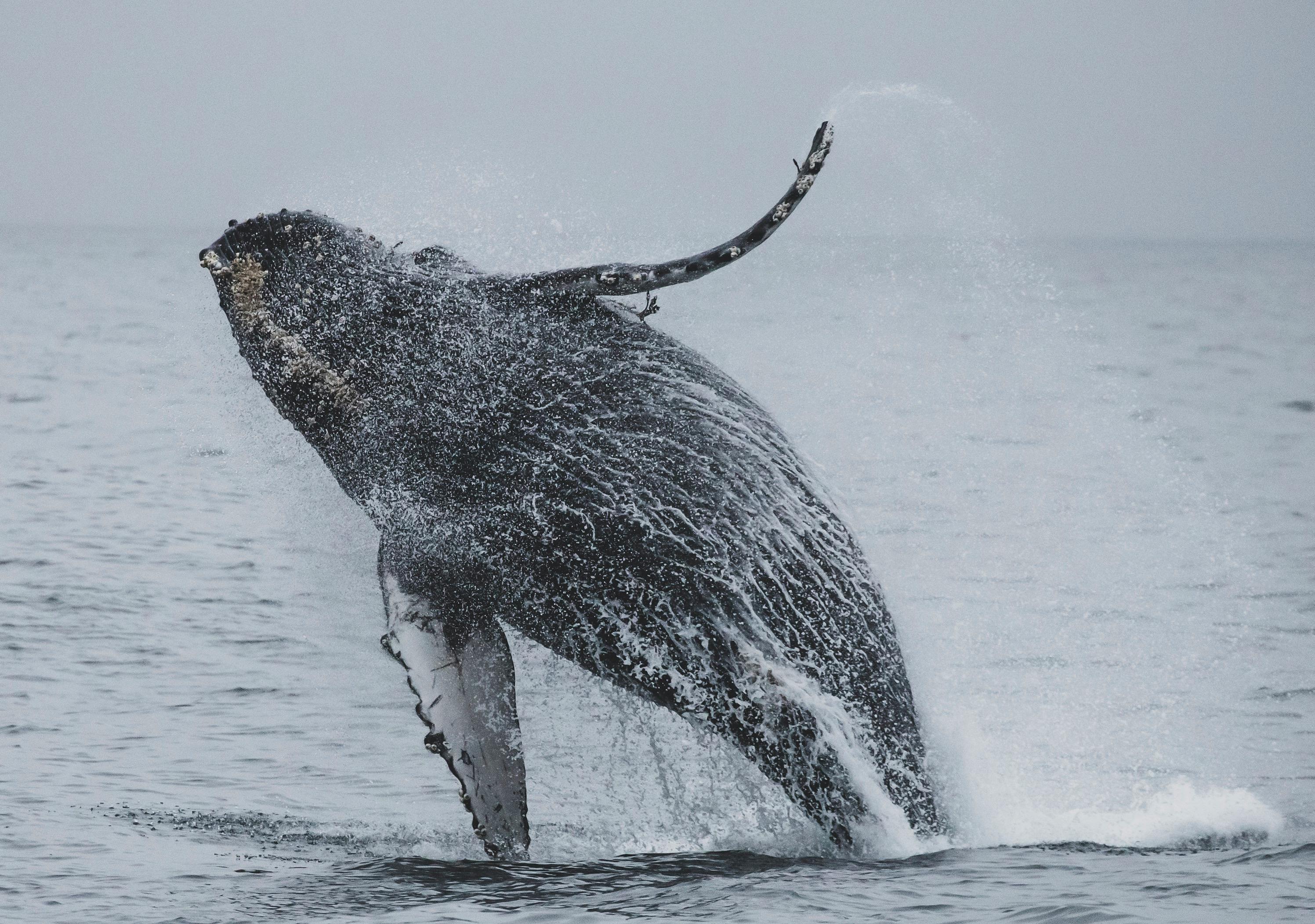 Humpback whale breaching ocean South Pacific dramatic wildlife