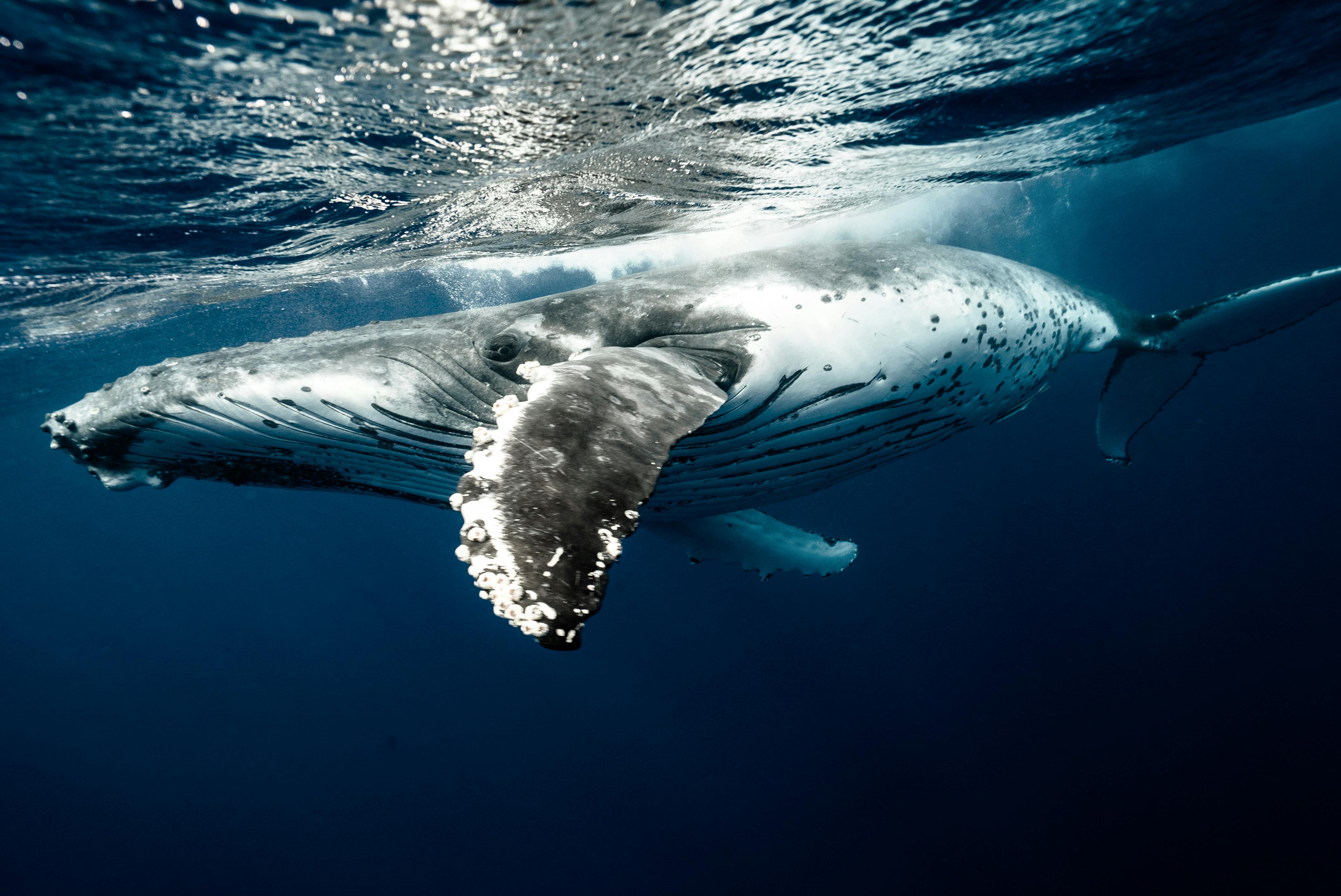 Humpback whale swimming underwater Pacific Ocean Tonga