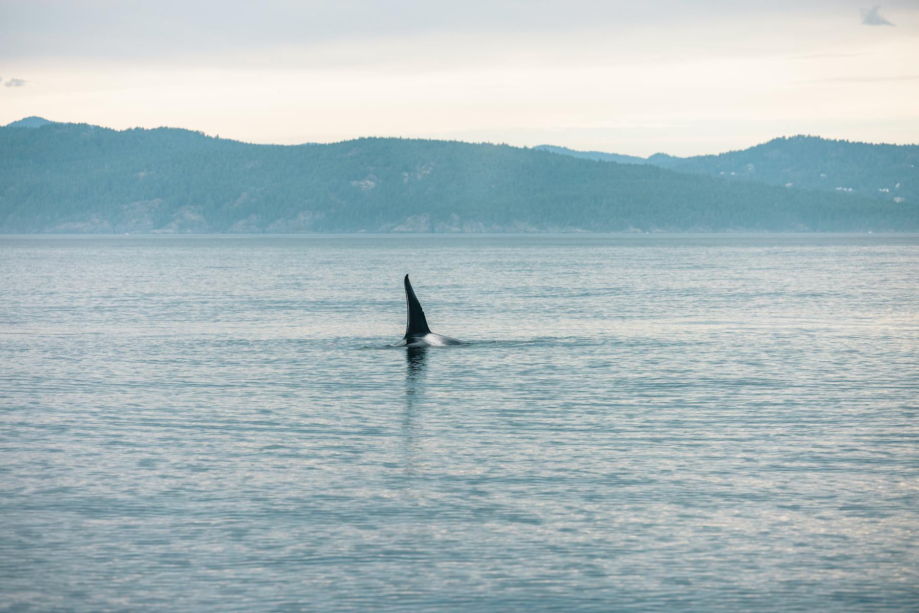 Orca whale watching Vancouver Island British Columbia