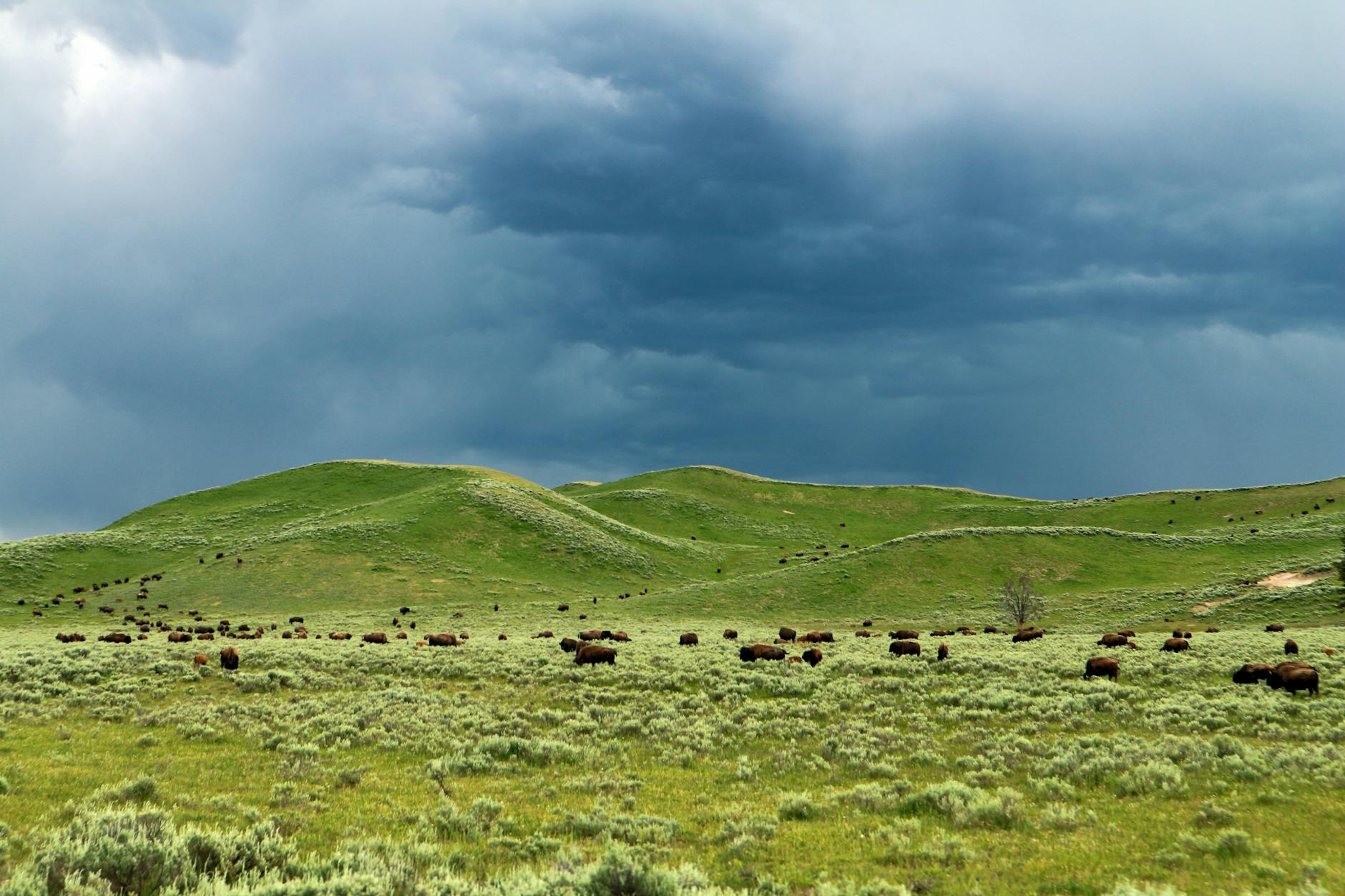 Bison herd Yellowstone National Park Wyoming Lamar Valley